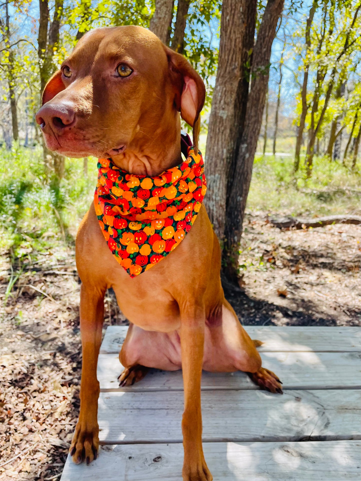 Vintage Mini Pumpkin Print Bandana