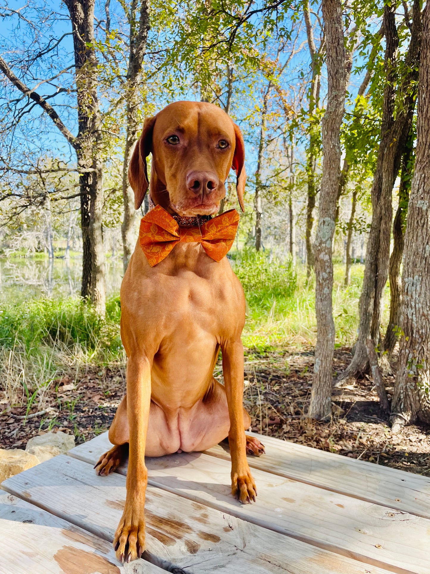 Vintage Fall Leaf Print Bow Tie