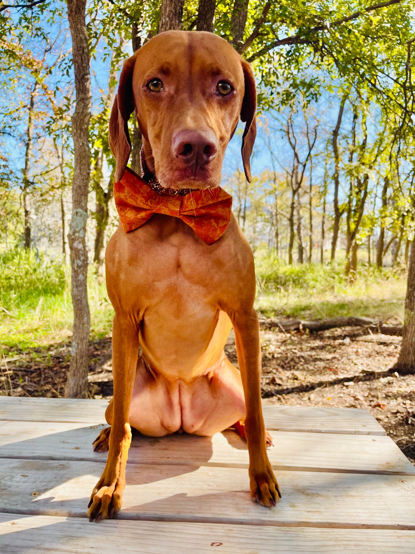 Vintage Fall Leaf Print Bow Tie