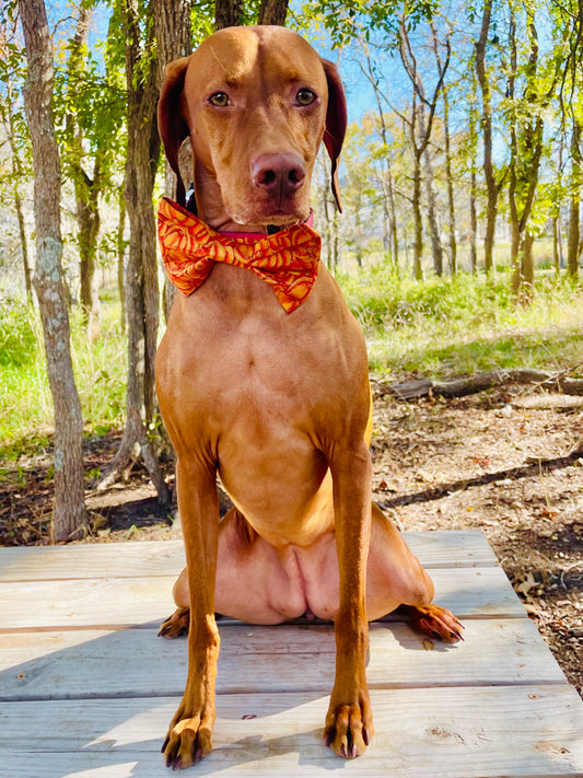 Vintage Pumpkin Print Bow Tie