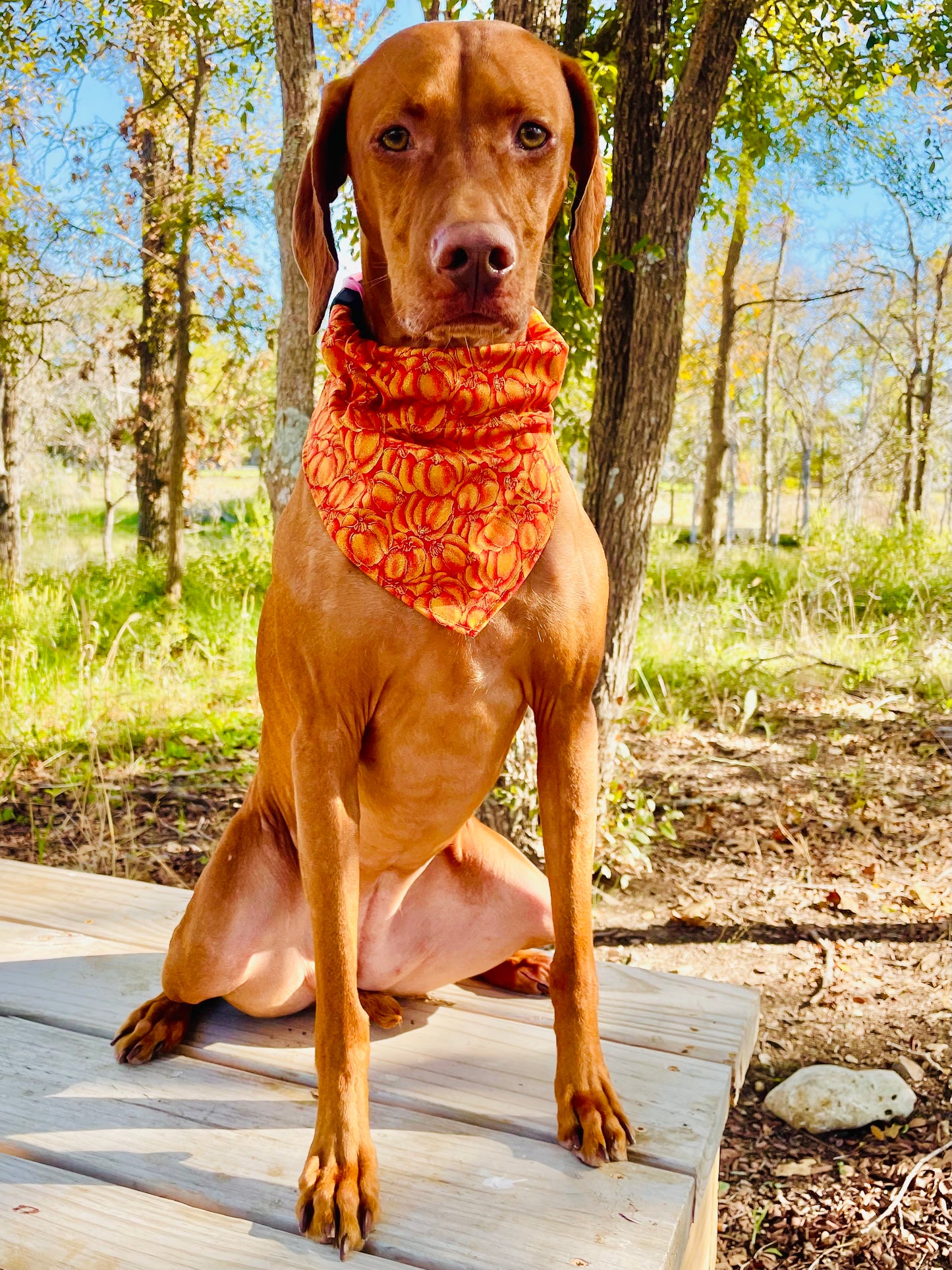 Vintage Pumpkin Print Bandana