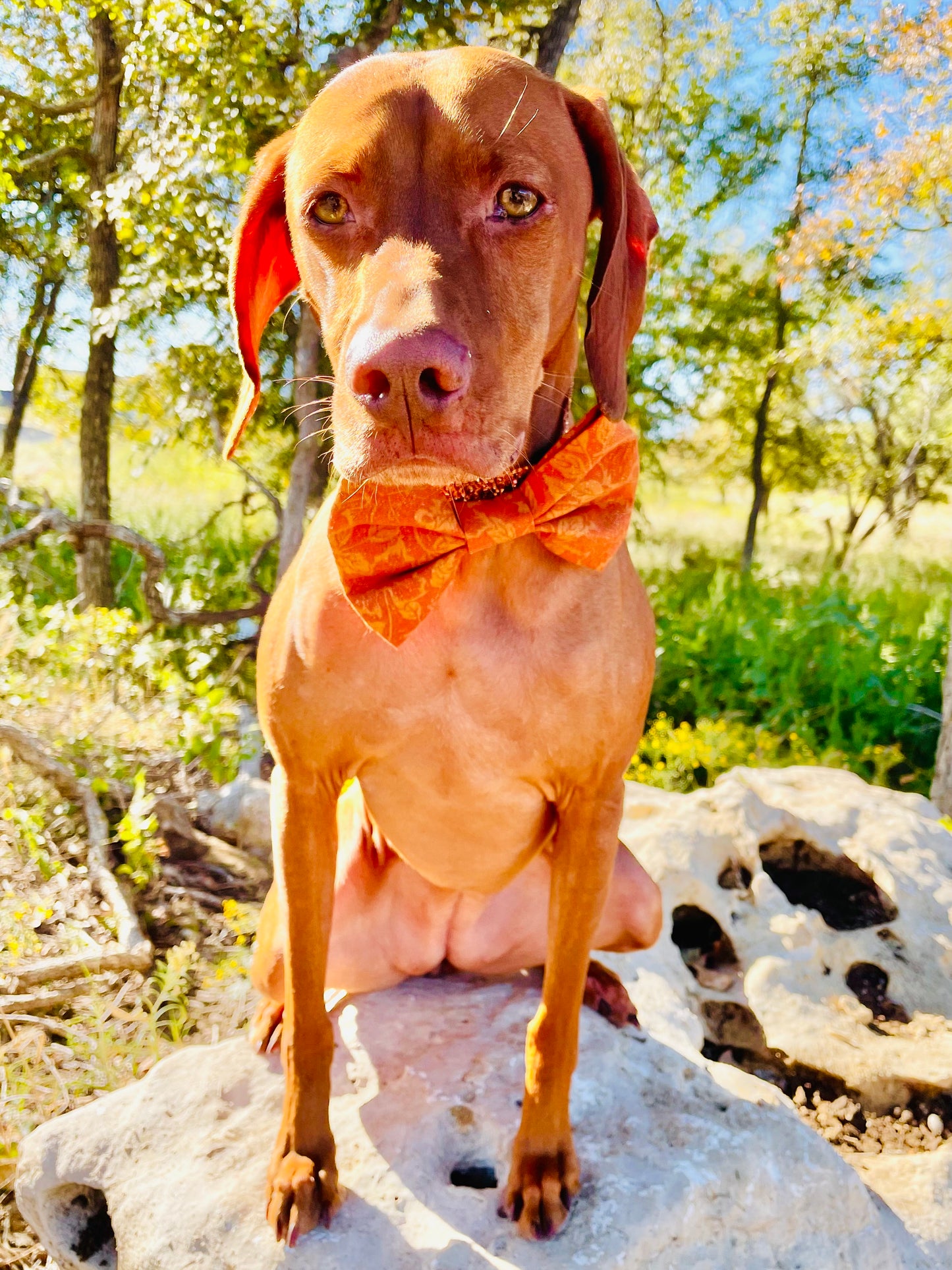 Vintage Fall Leaf Print Bow Tie