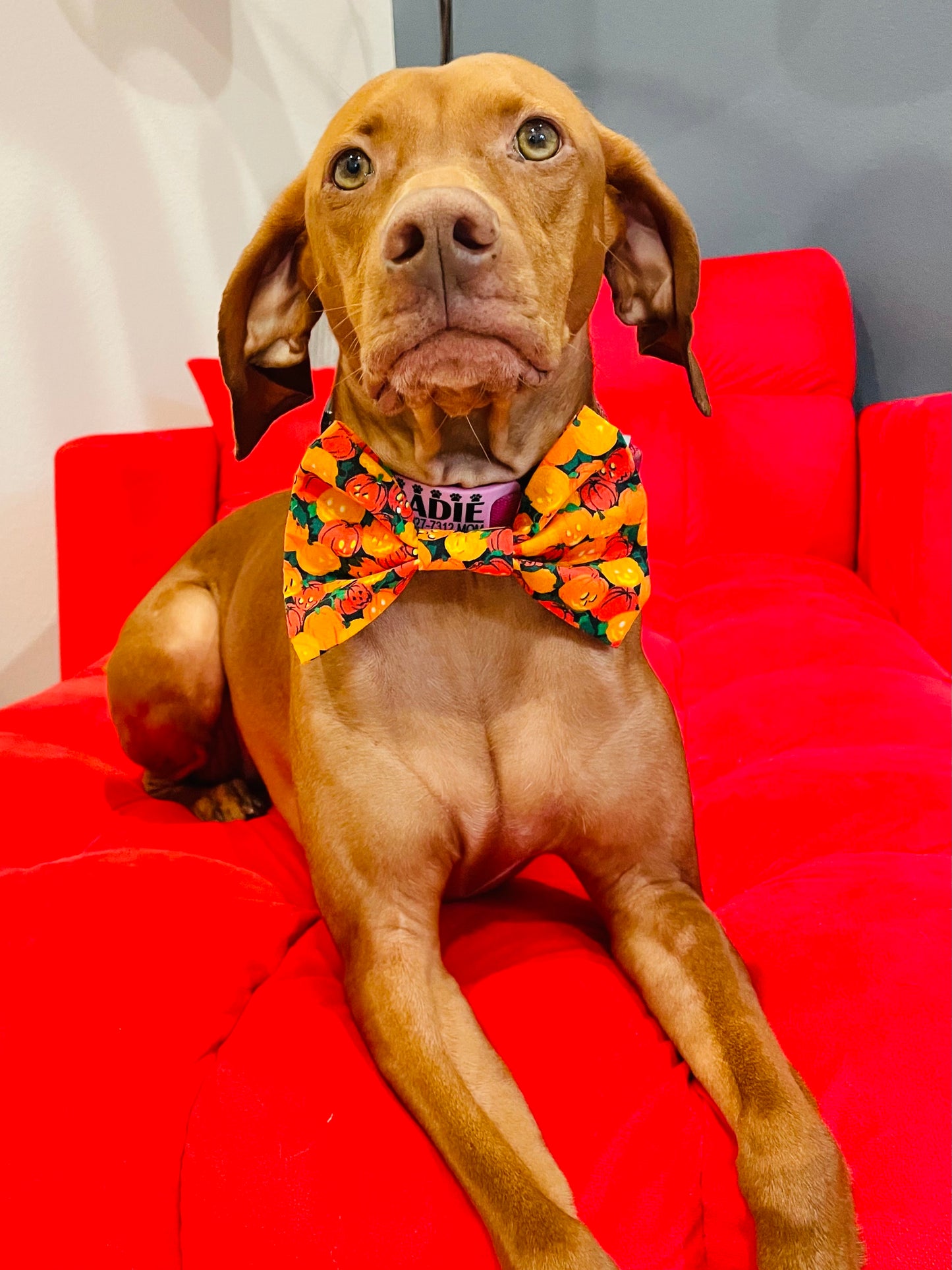 Vintage Mini Pumpkin Print Bow Tie