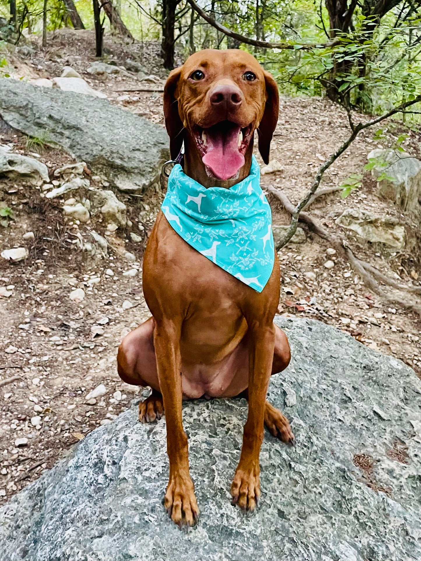 Vizsla Silhouette