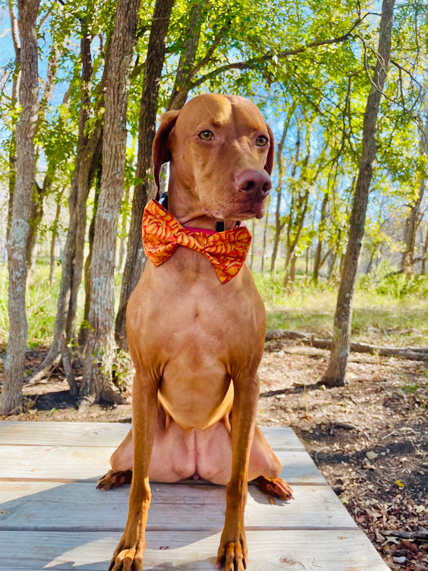 Vintage Pumpkin Print Bow Tie