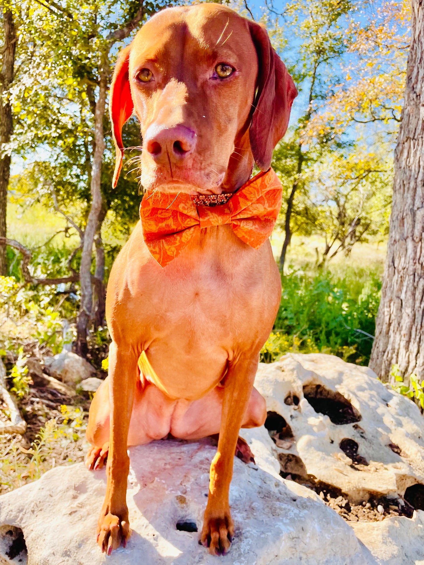 Vintage Fall Leaf Print Bow Tie