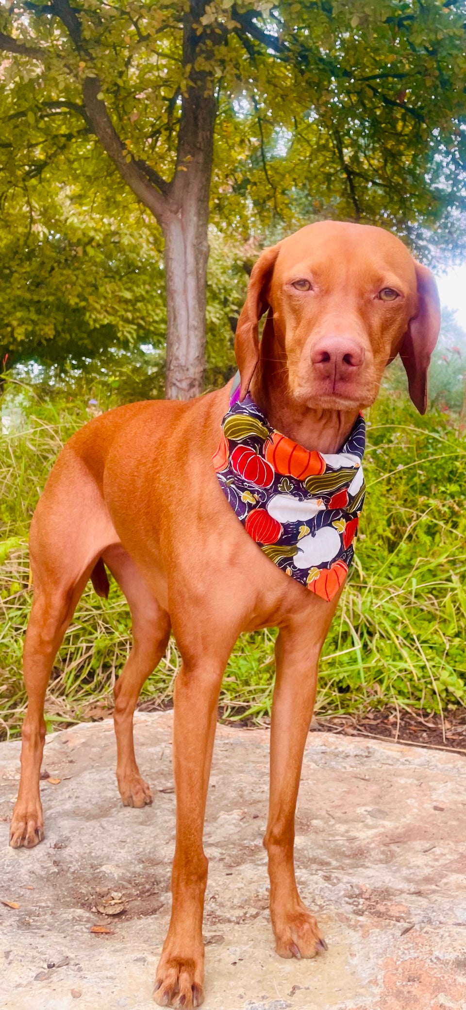 Black Gourd Bandana