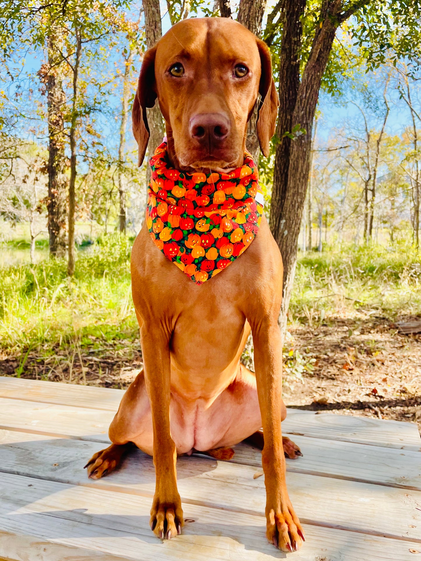 Vintage Mini Pumpkin Print Bandana