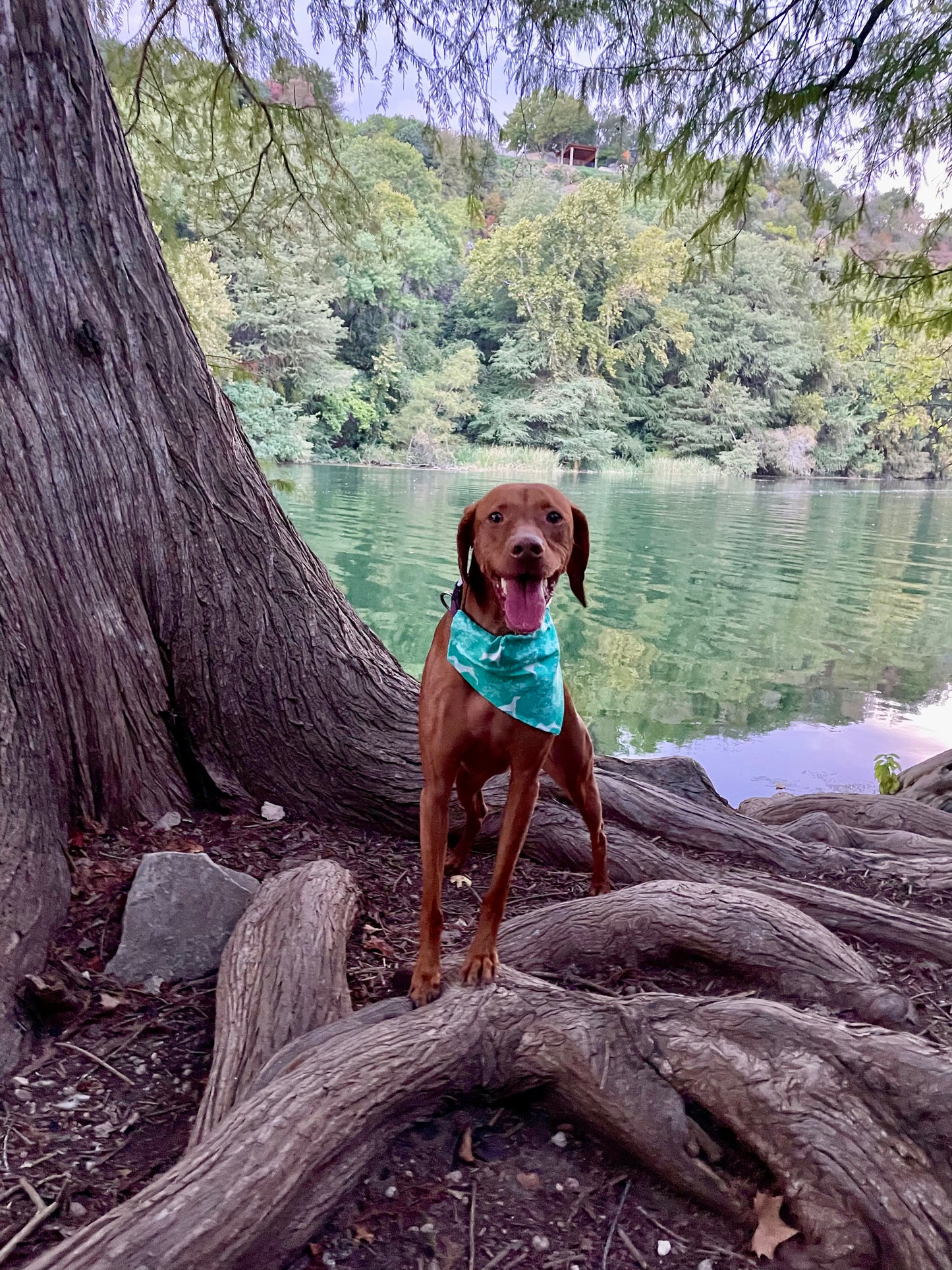 Vizsla Silhouette