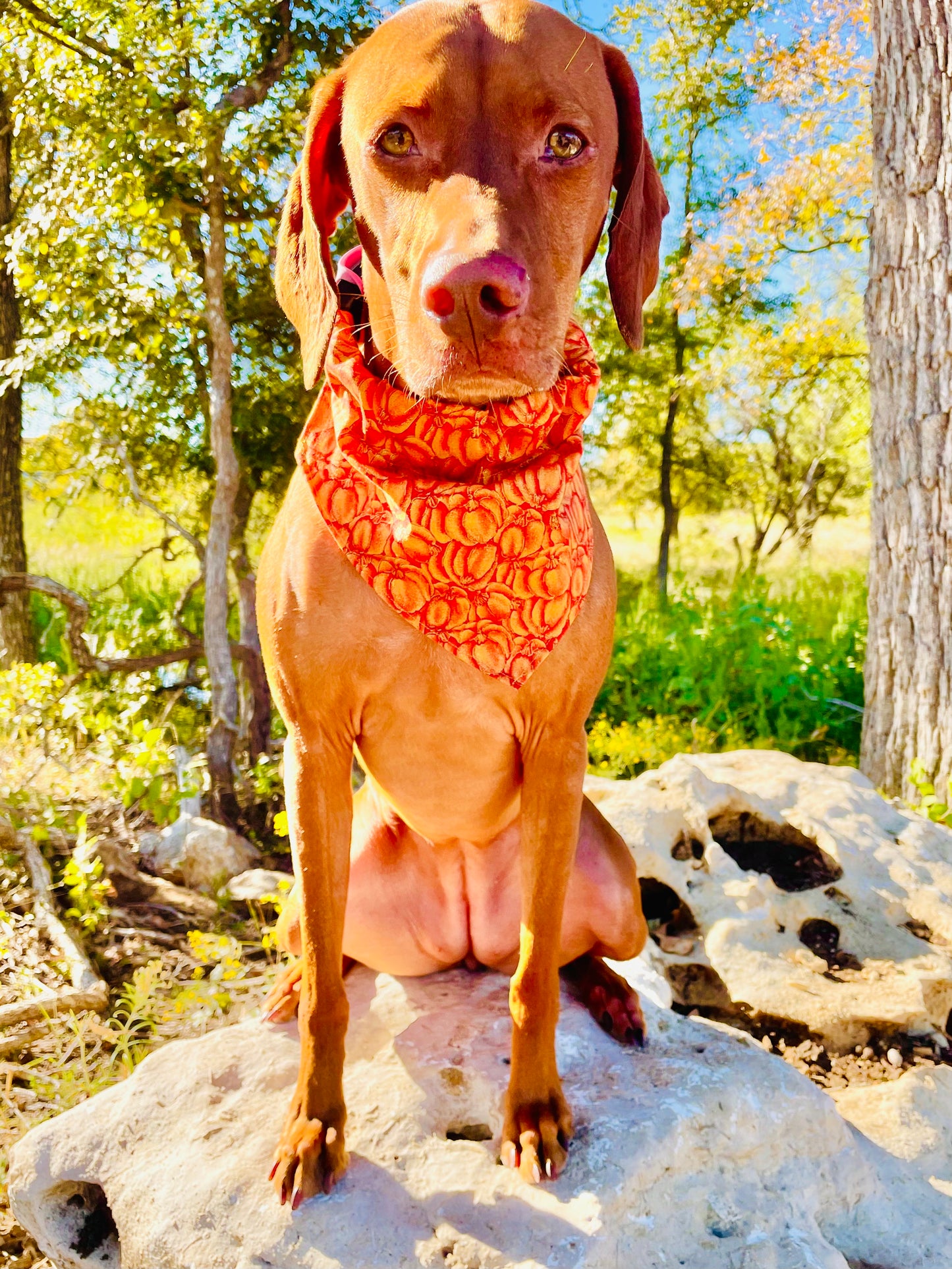 Vintage Pumpkin Print Bandana