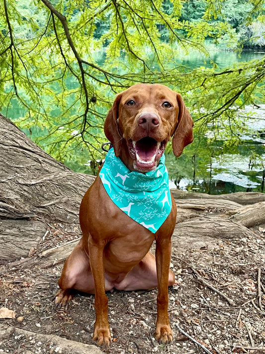 Vizsla Silhouette