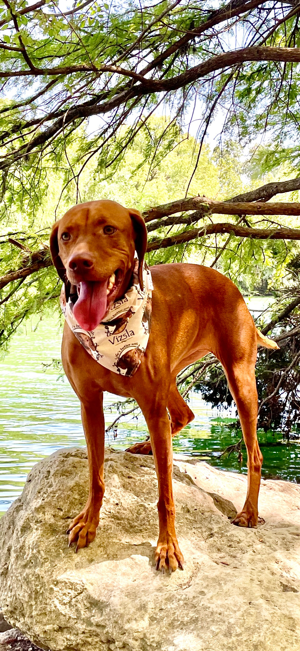 Life’s Better with a Vizsla Bandana