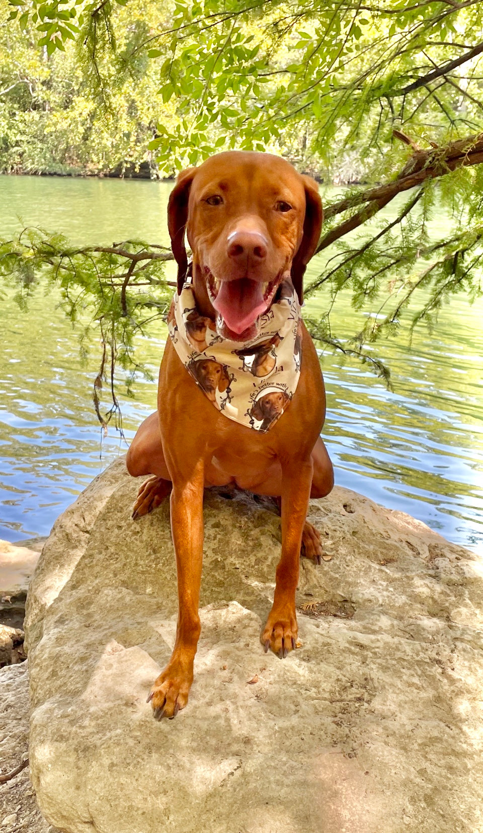 Life’s Better with a Vizsla Bandana