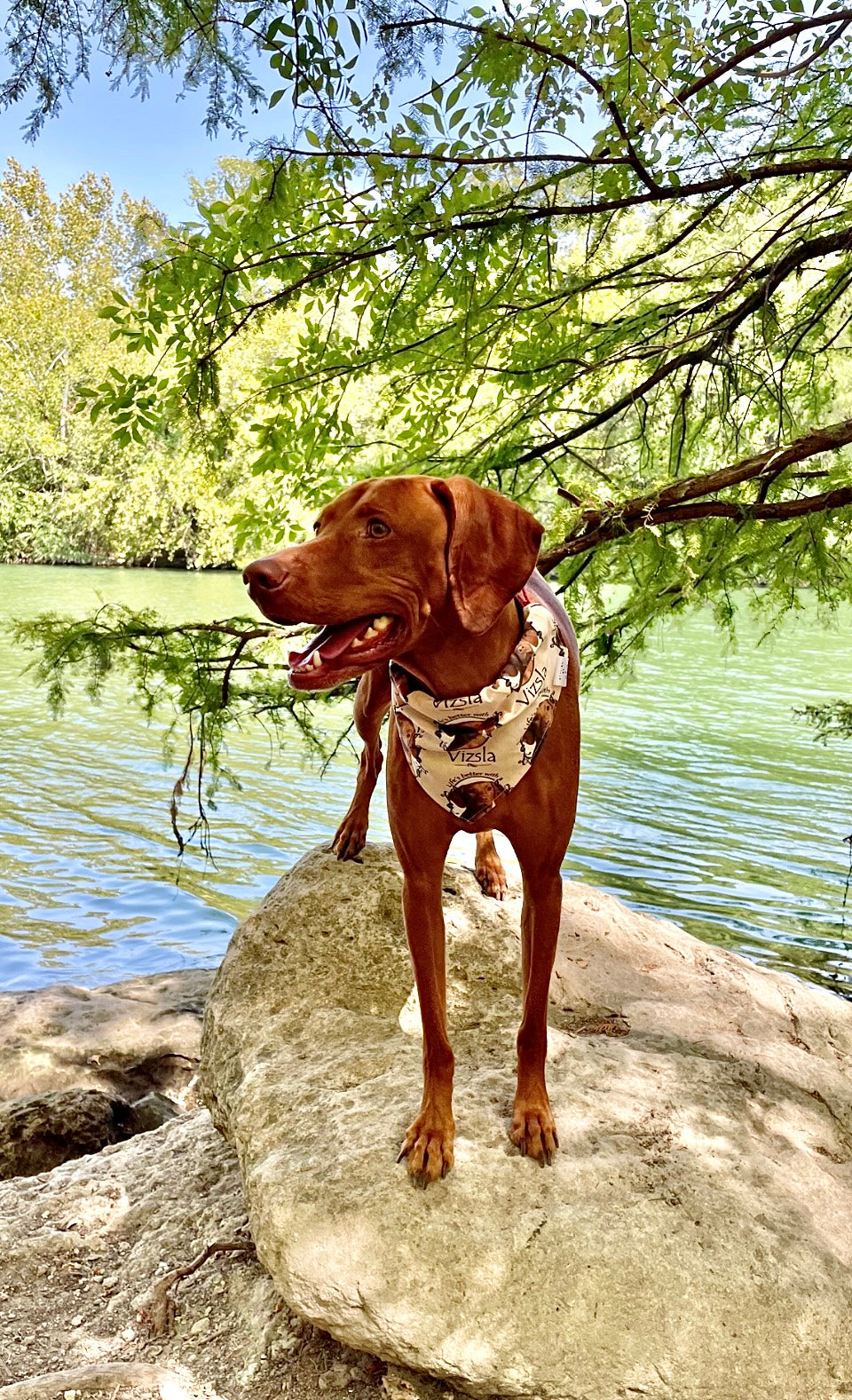 Life’s Better with a Vizsla Bandana