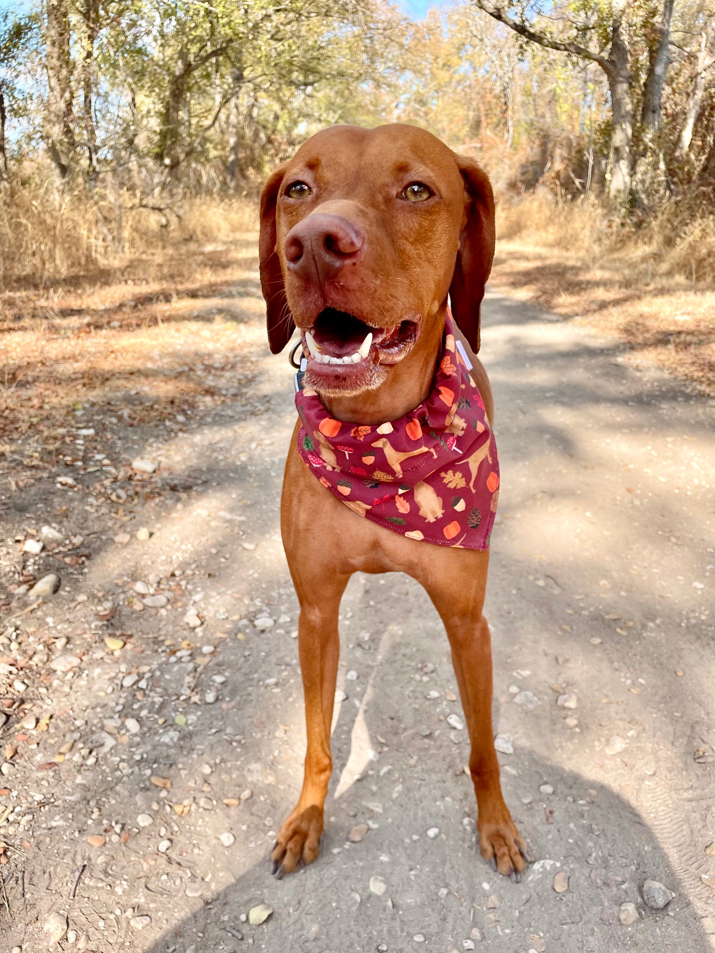 Vizsla Fall Print Bandana