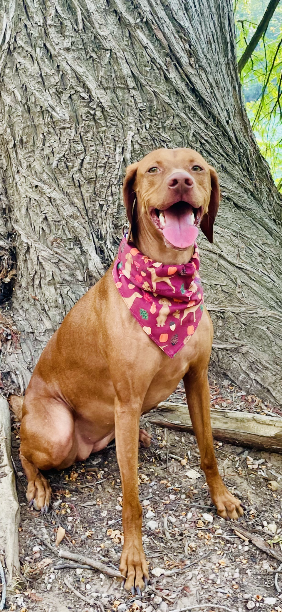 Vizsla Fall Print Bandana