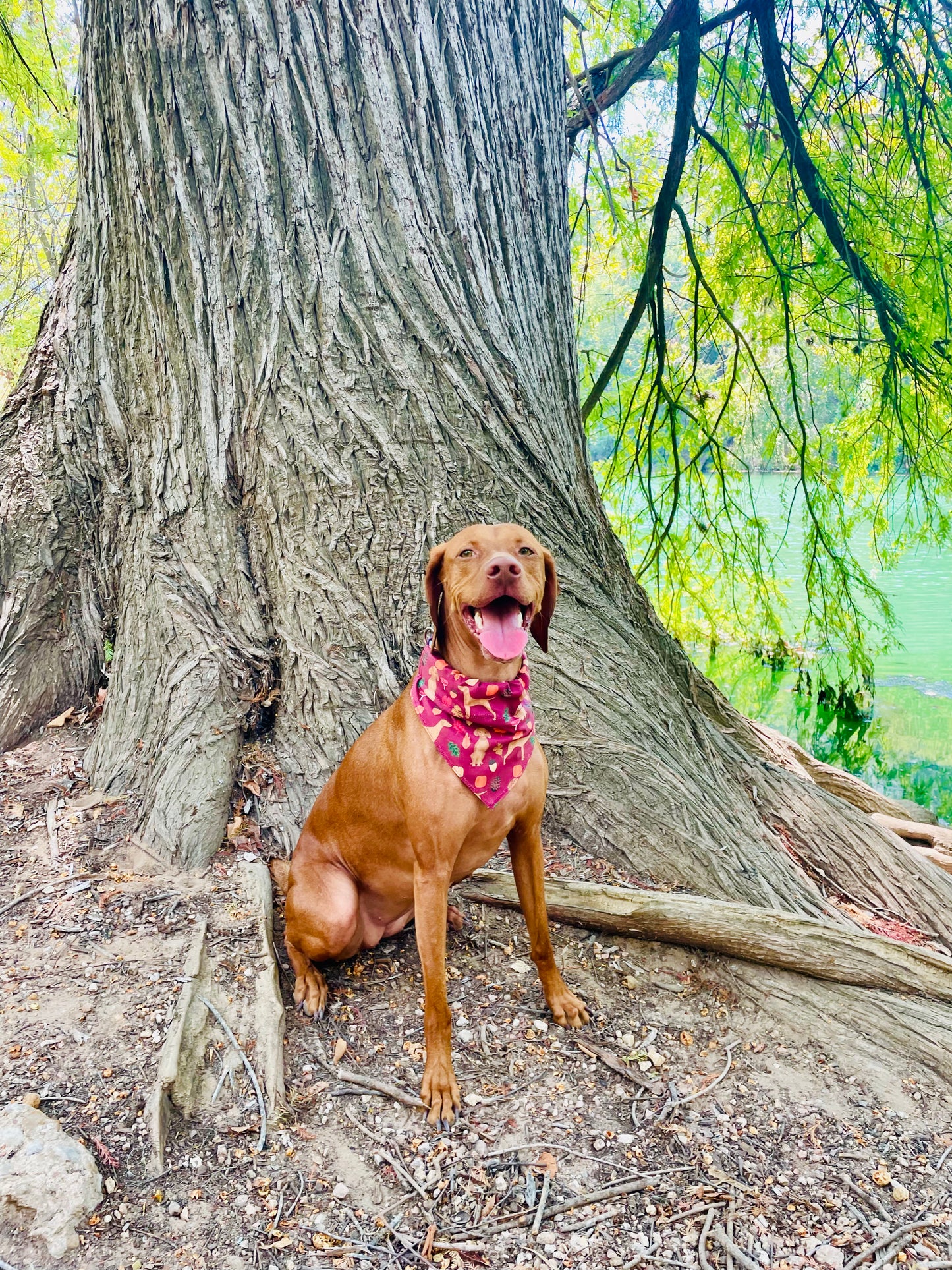 Vizsla Fall Print Bandana