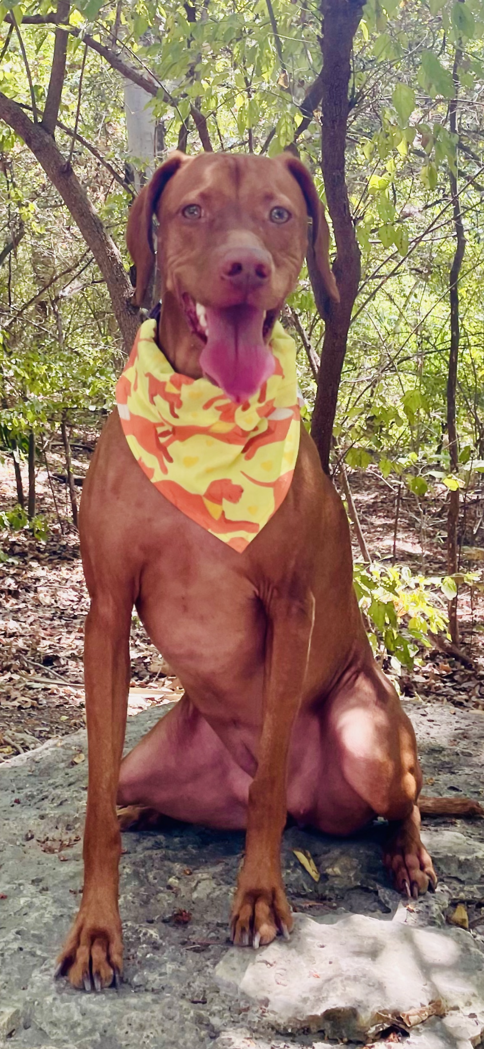 Wirehaired Vizsla Bandana