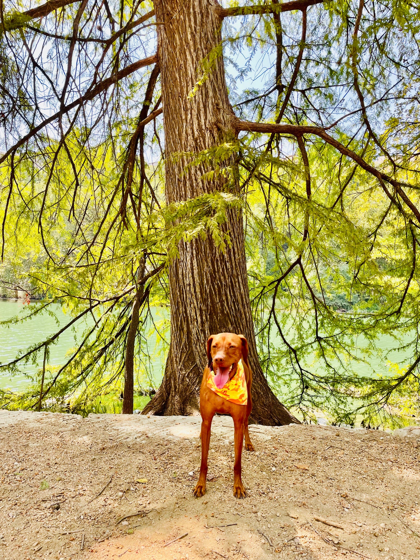 Wirehaired Vizsla Bandana