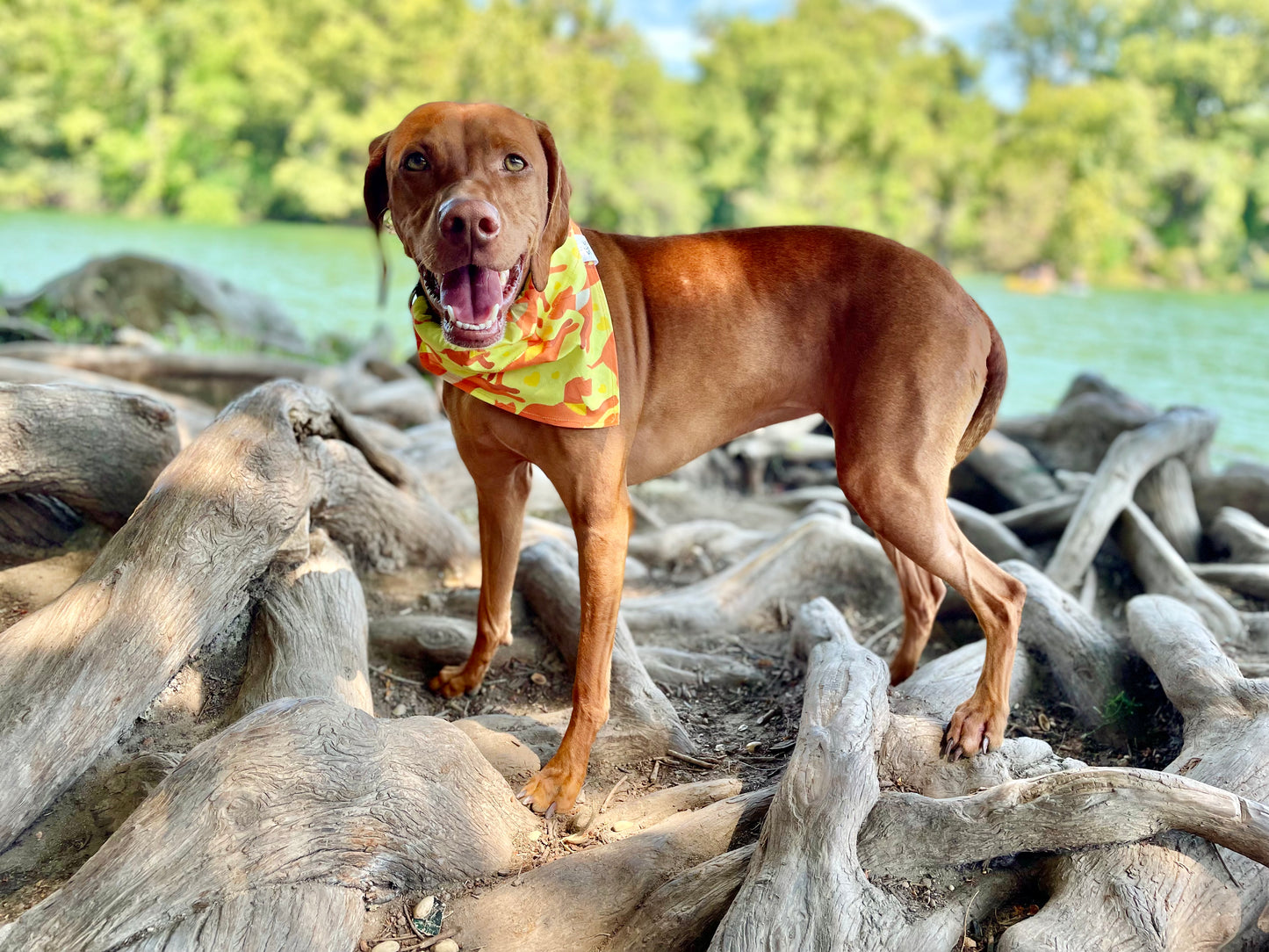 Wirehaired Vizsla Bandana