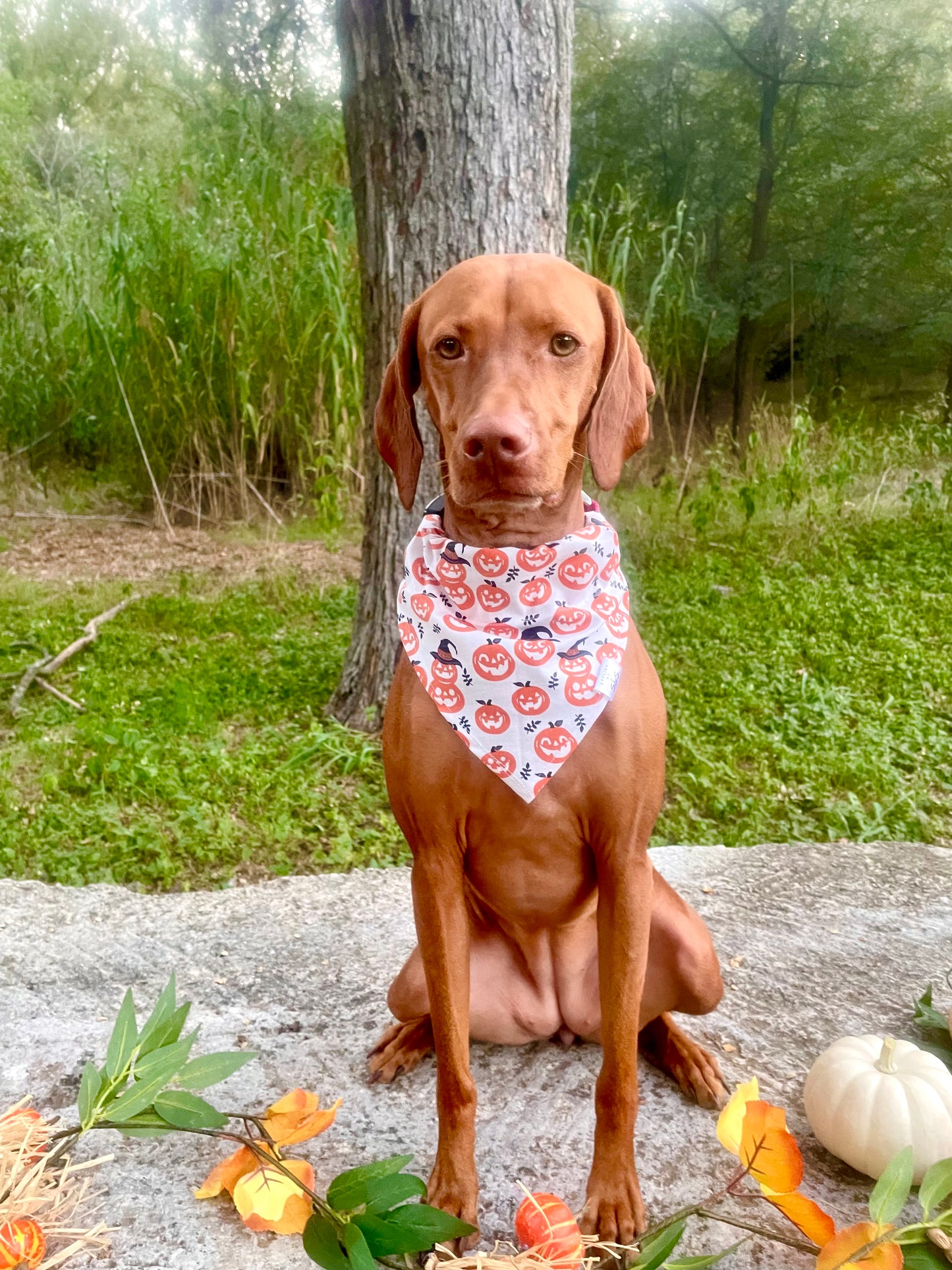 White Pumpkin Bandana