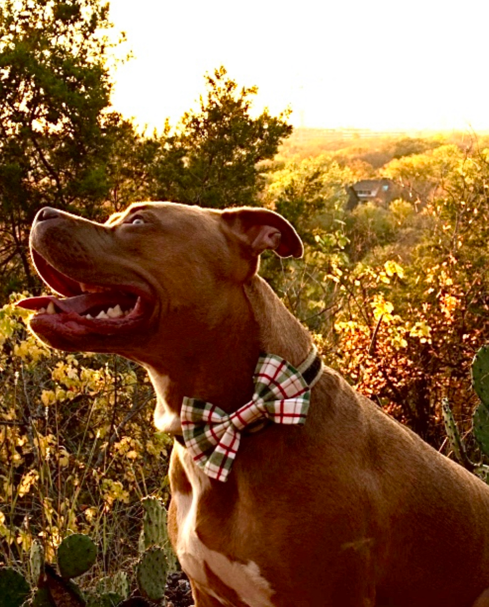 Green Plaid Bow Tie