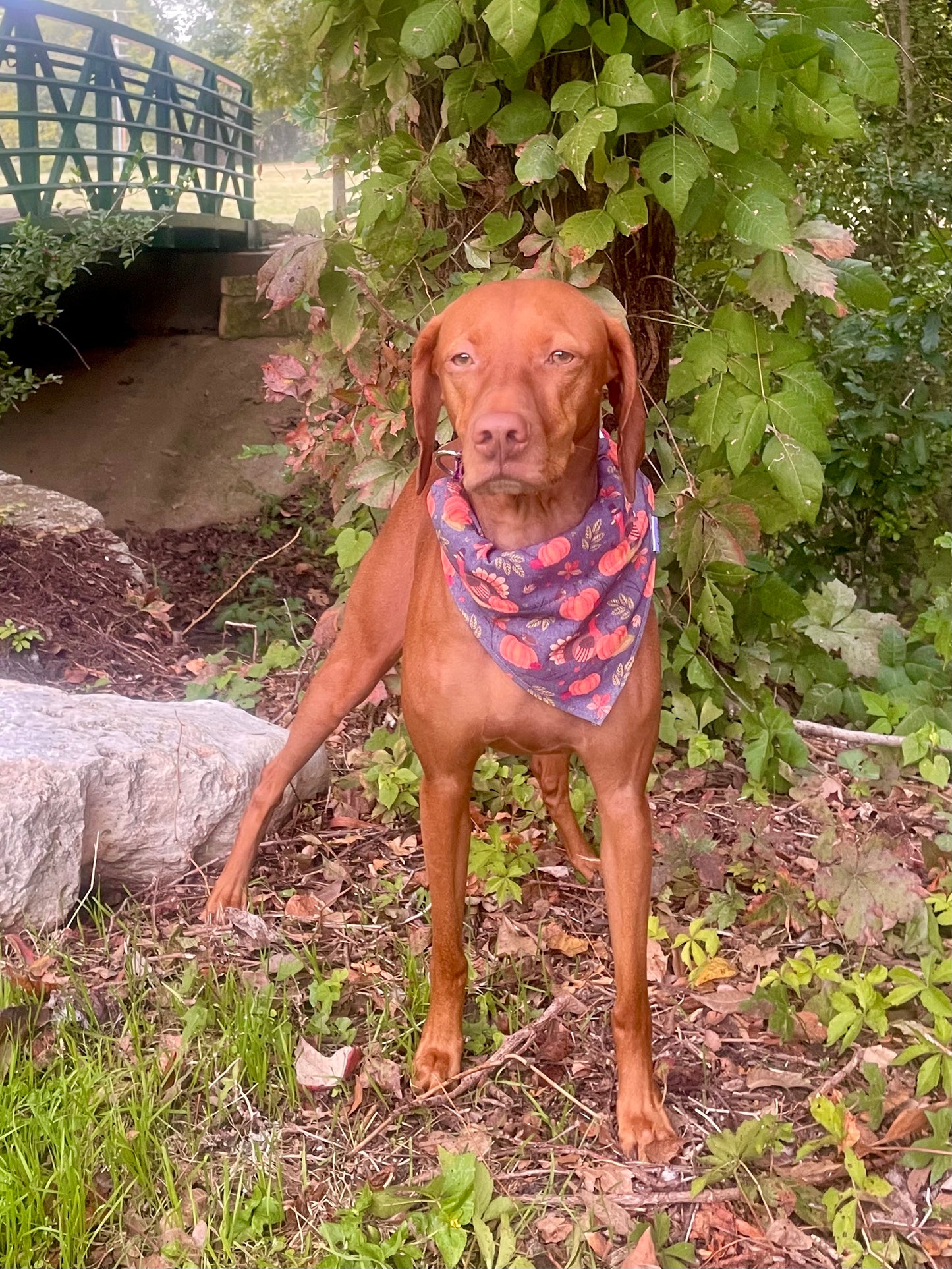 Turkey Pumpkin Bandana