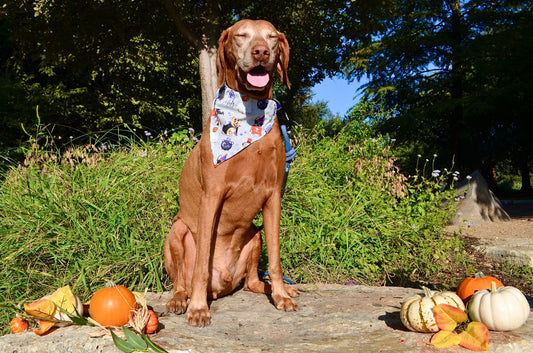 Dogs Trick or Treat