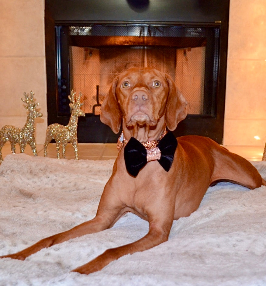 Black Velvet Rose Gold Sequin Bow Tie