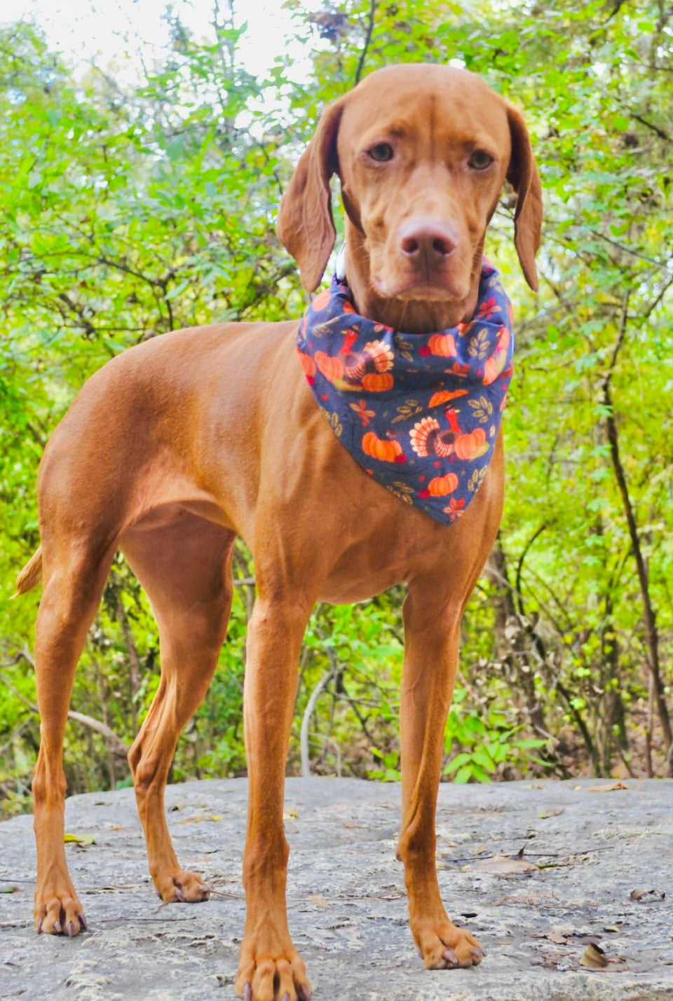 Turkey Pumpkin Bandana