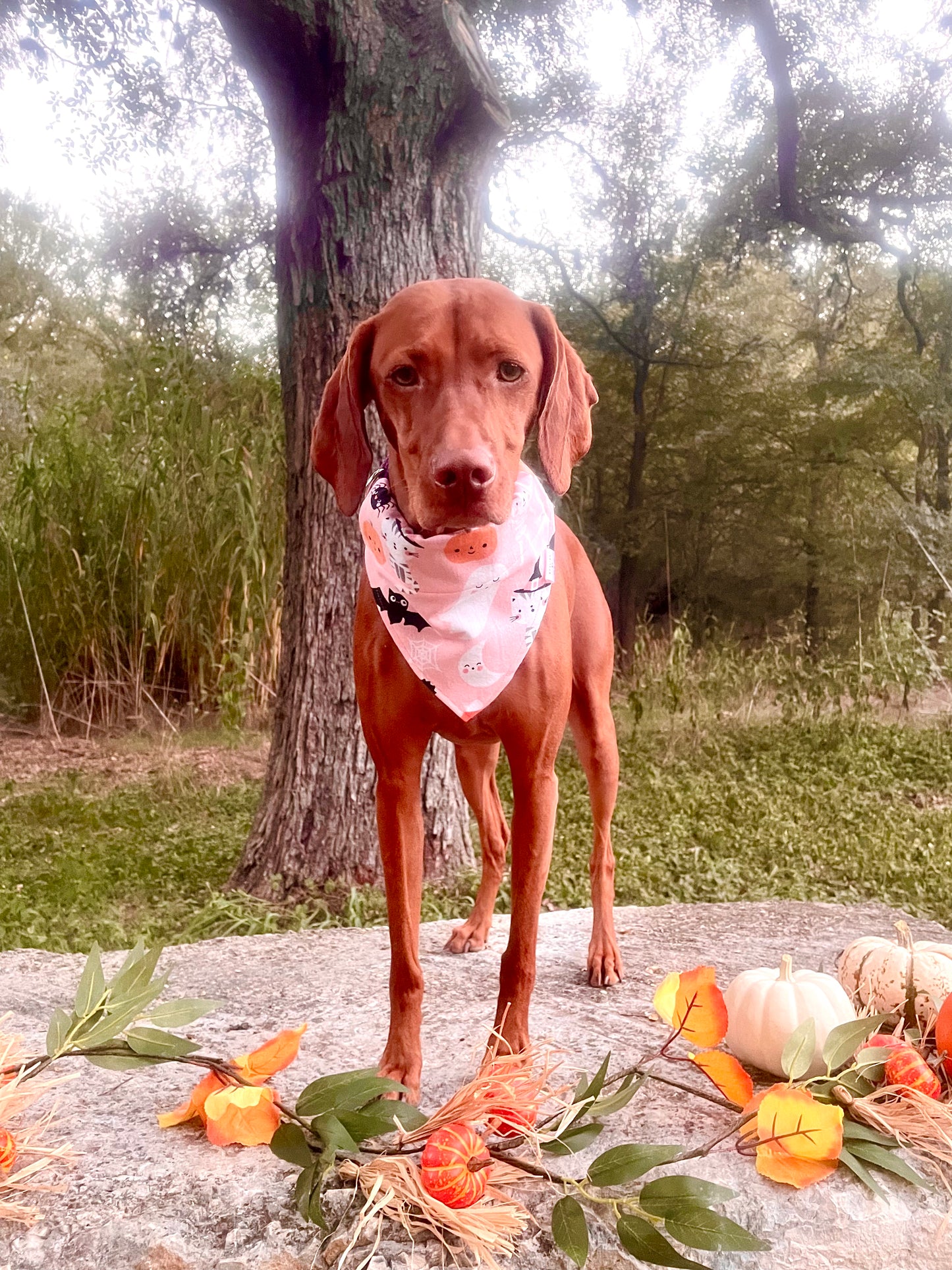 Pink Flannel Halloween Bandana