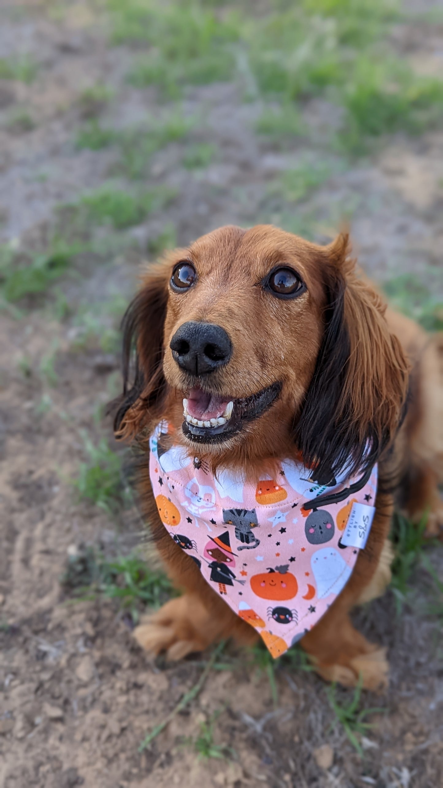 Peach Halloween Bandana