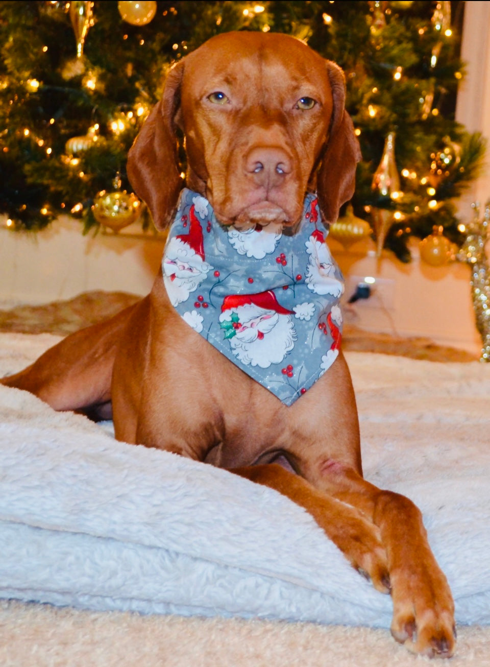 Classic Santa Print Bandana