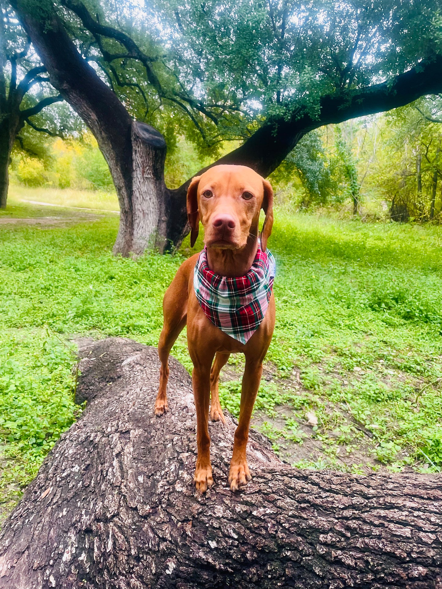 Red Plaid Bandana