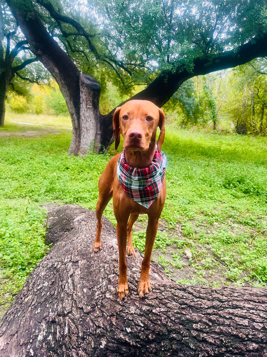 Red Plaid Bandana