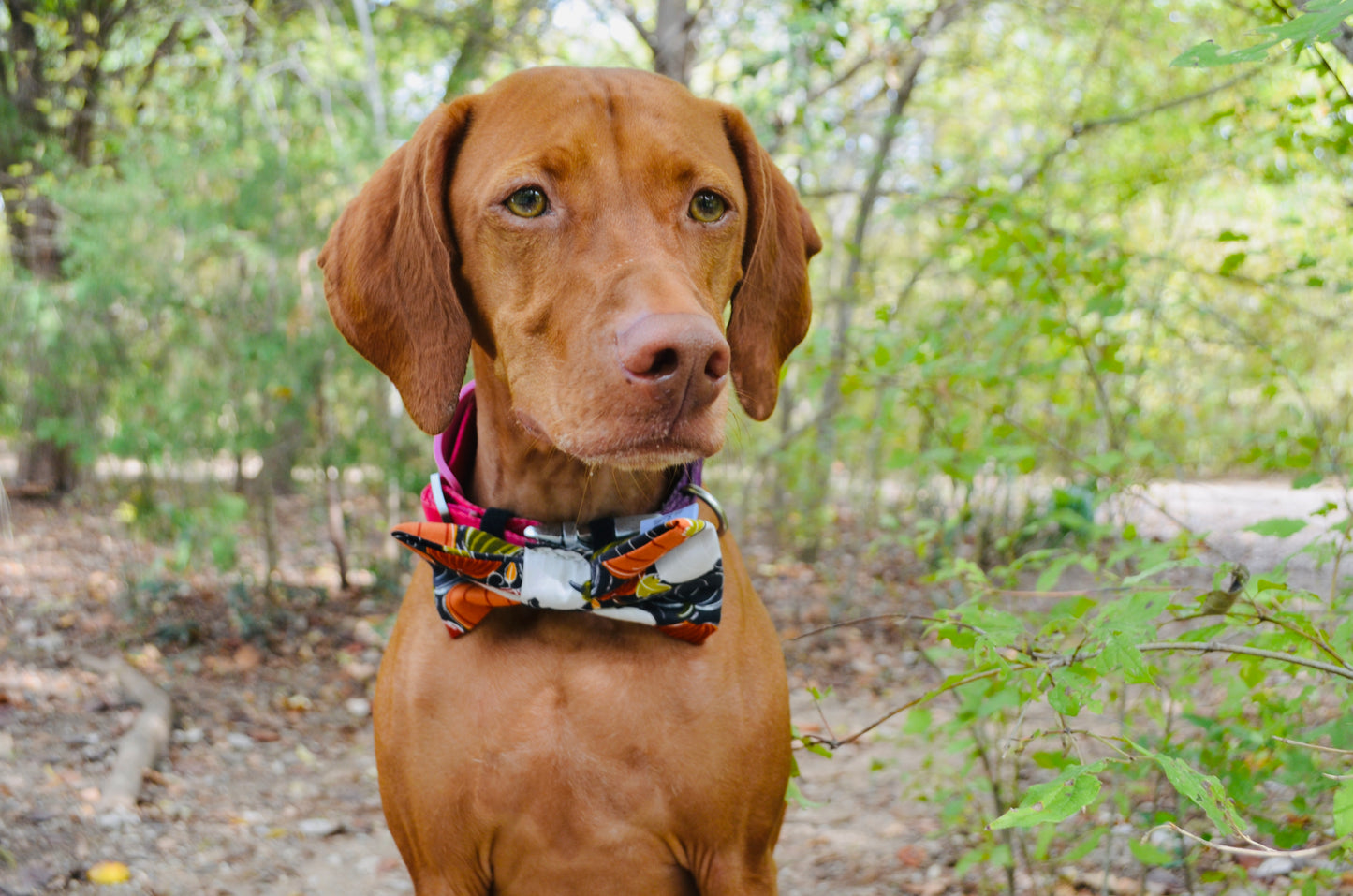 Black Pumpkin Bow Tie