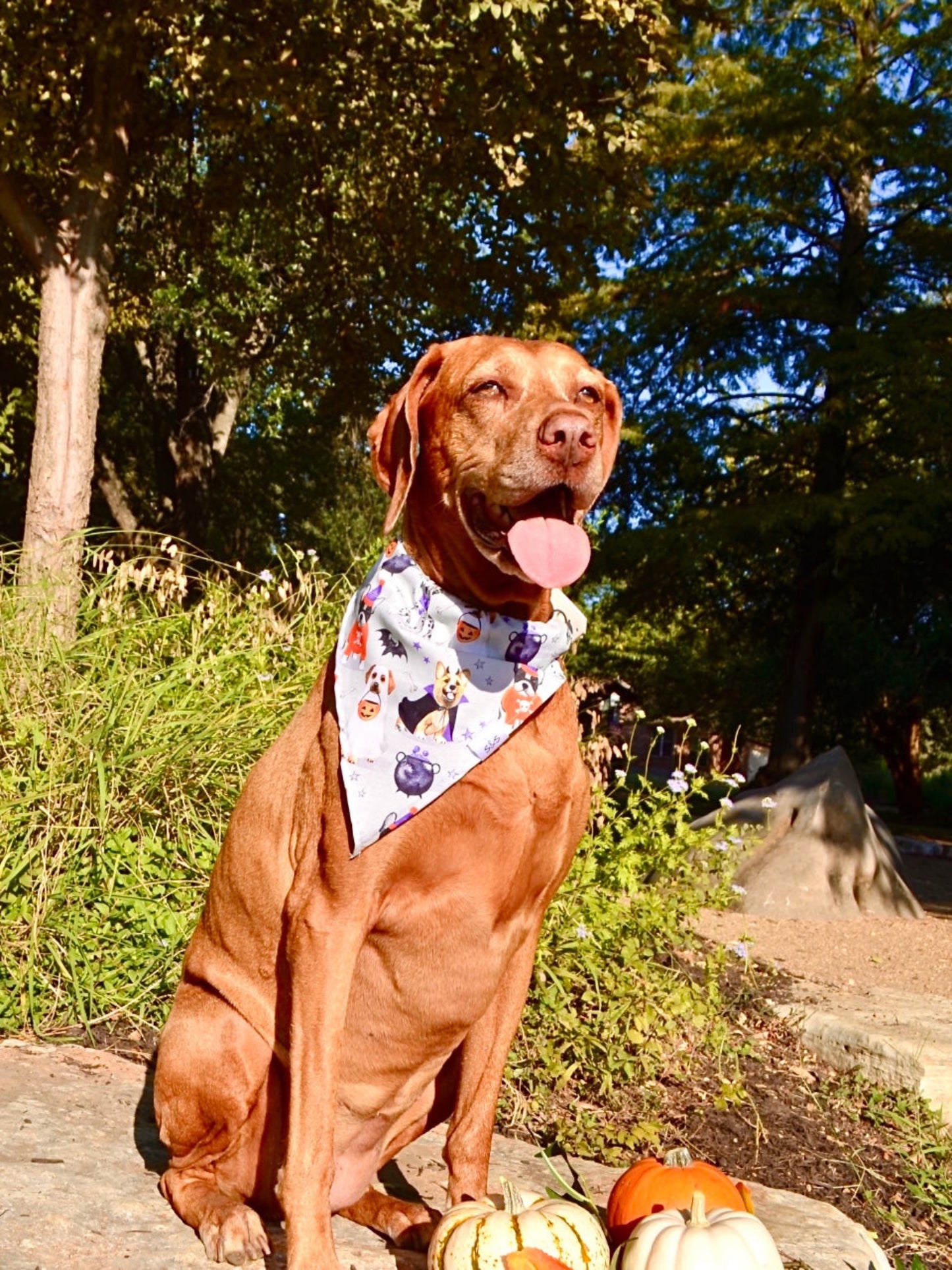 Dogs Trick or Treat