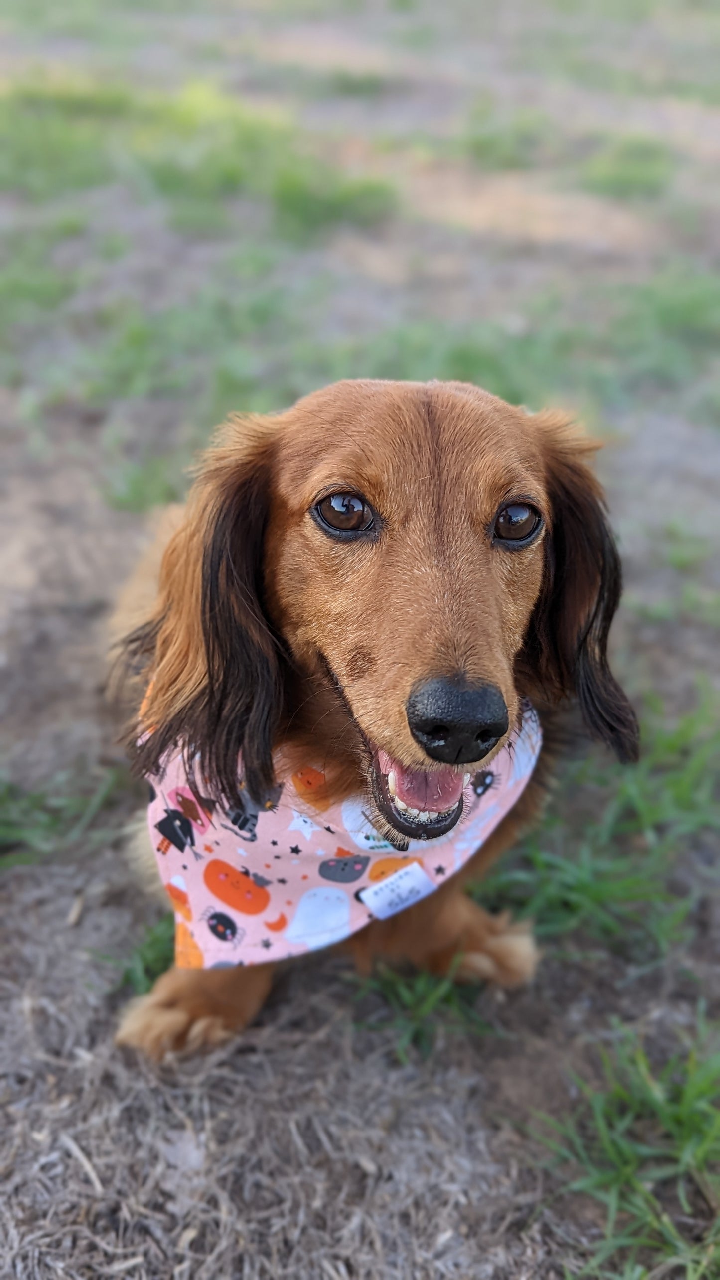 Peach Halloween Bandana