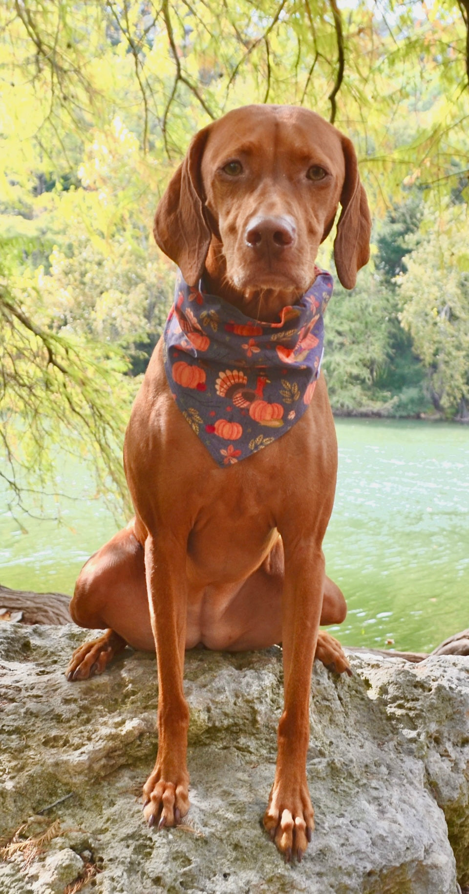 Turkey Pumpkin Bandana