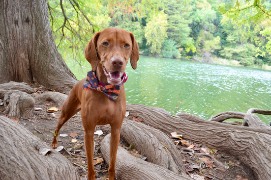 Turkey Pumpkin Bow Tie