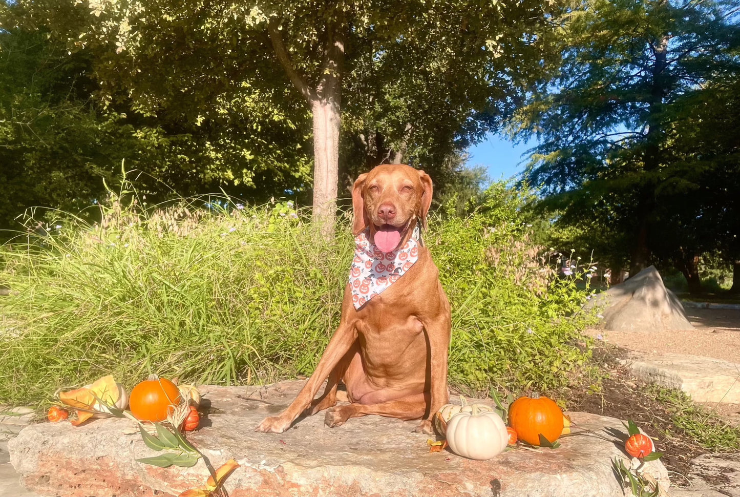 White Pumpkin Bandana