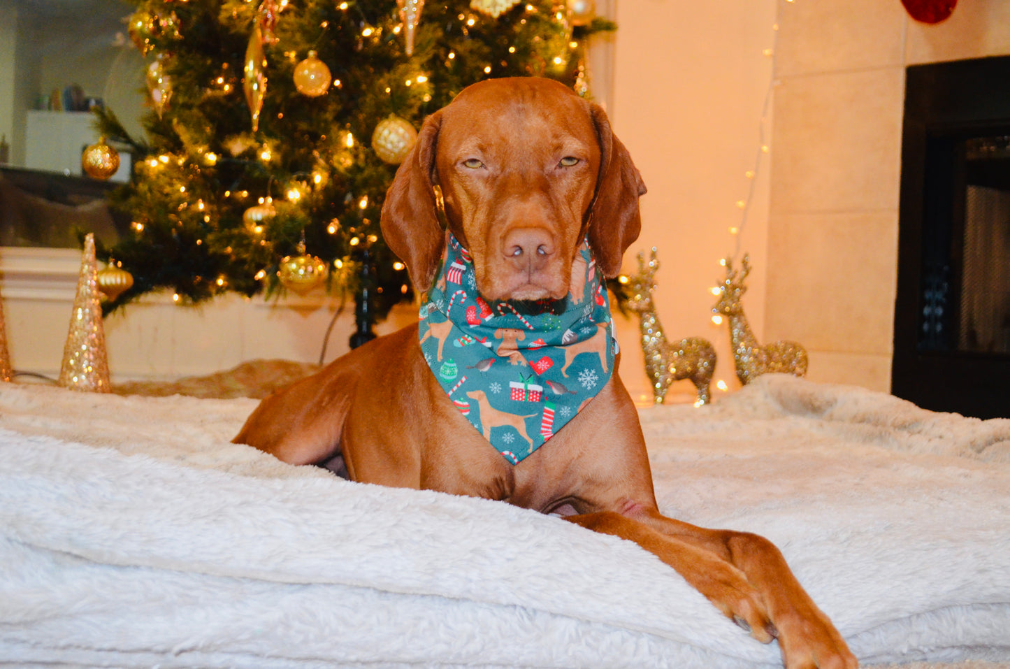 Vizsla Christmas Bandana