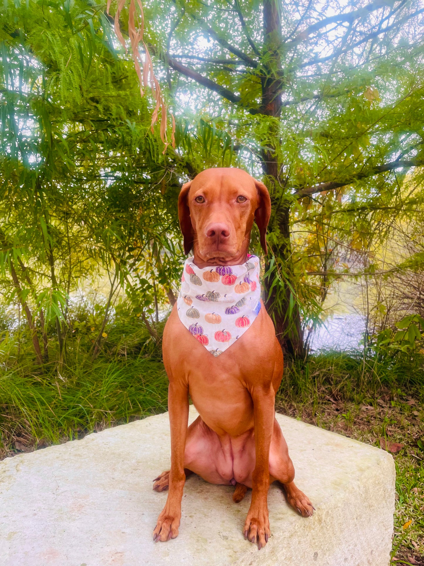 Cream Metallic Pumpkin Bandana