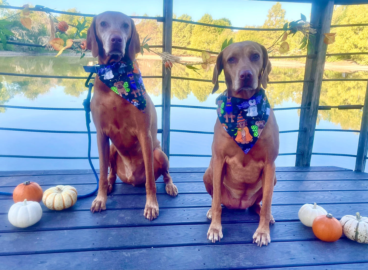 Dog Costume Party