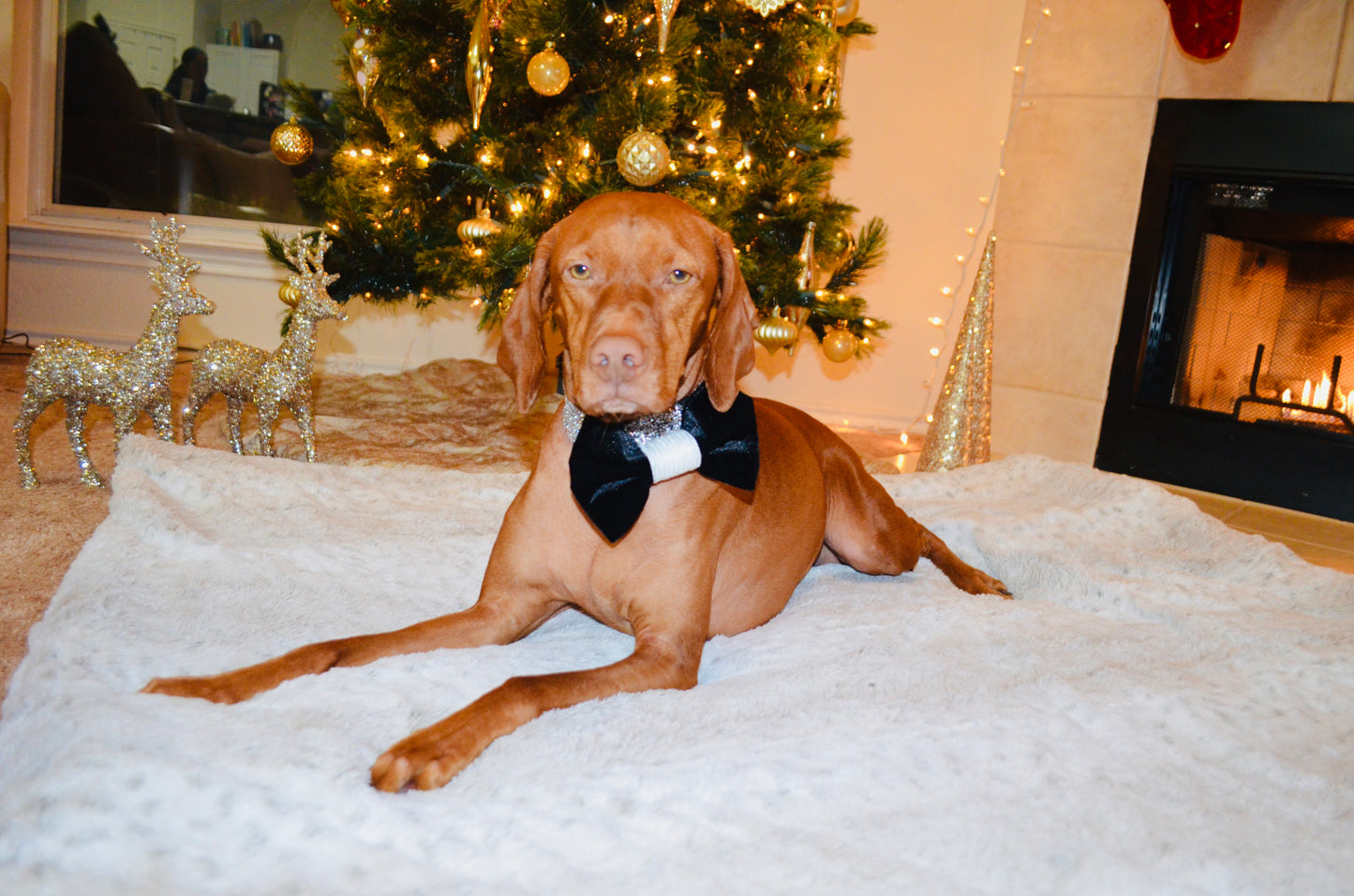 Black Velvet White Sequin Bow Tie