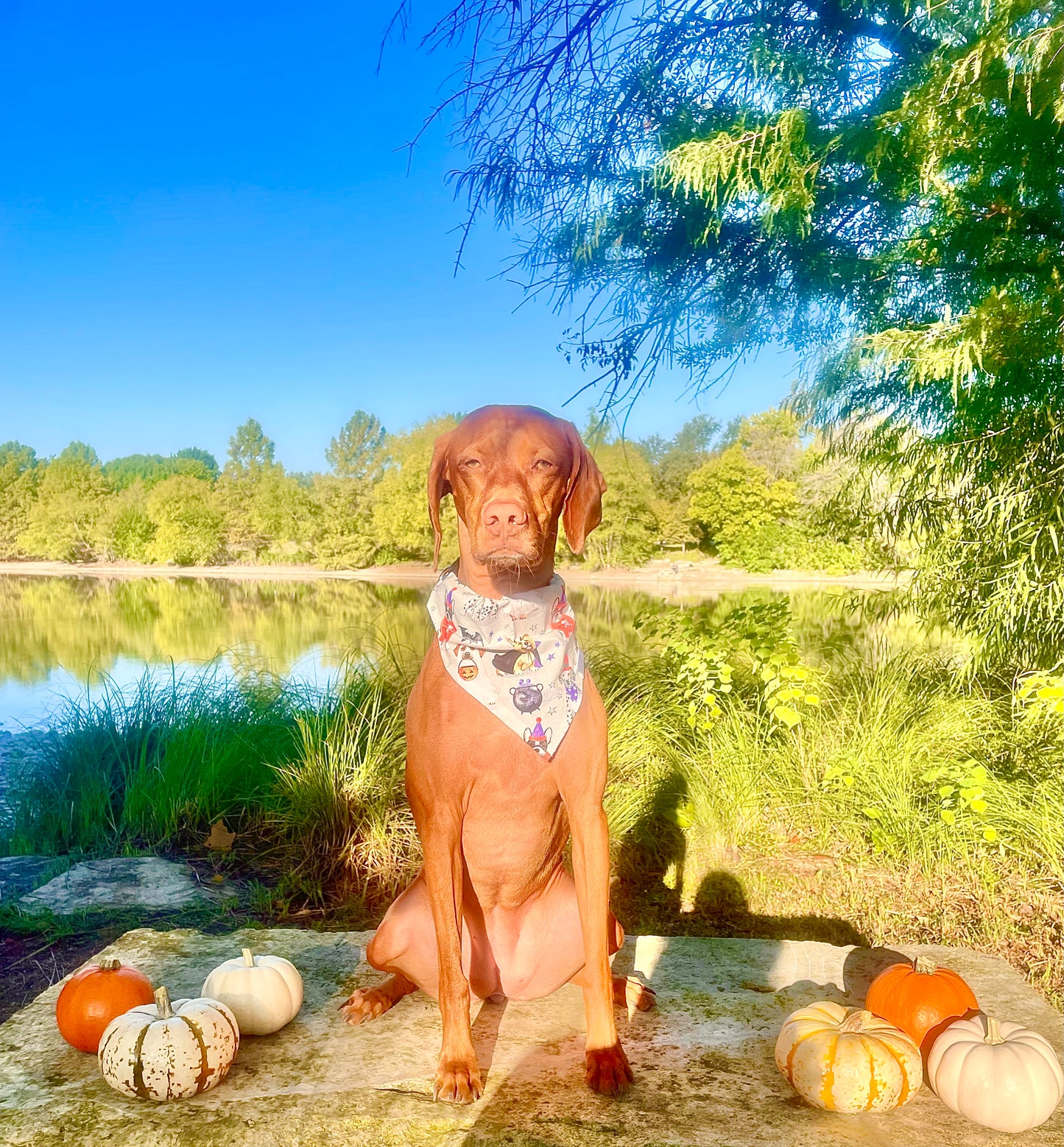 Dogs Trick or Treat