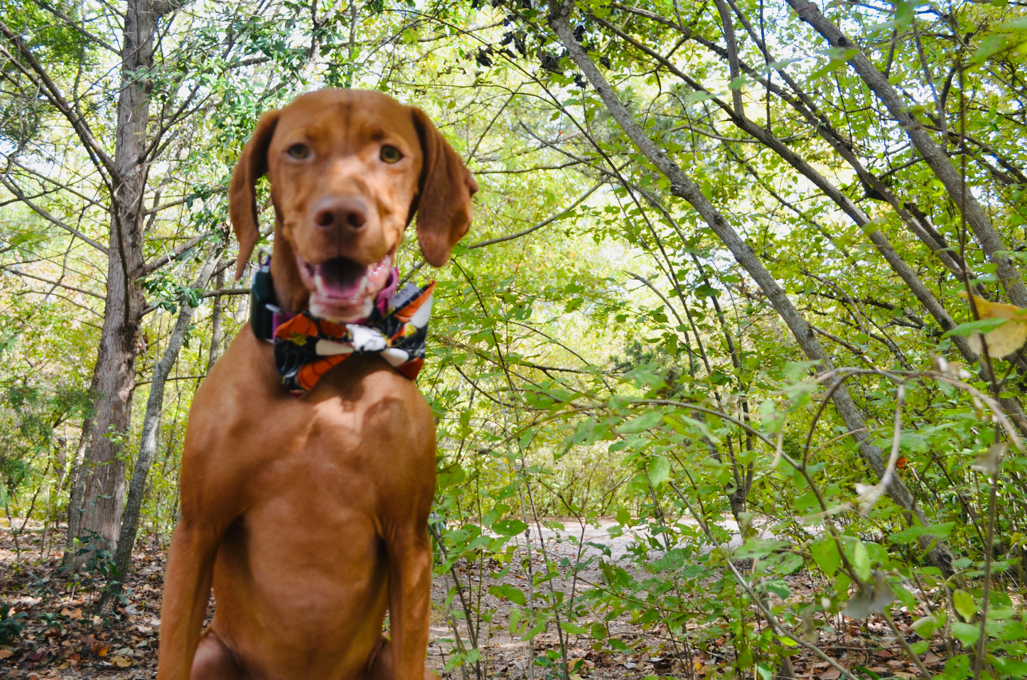 Black Pumpkin Bow Tie