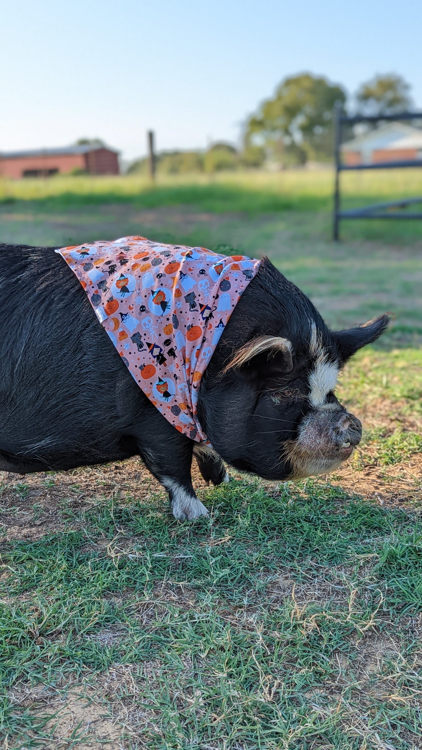 Peach Halloween Bandana