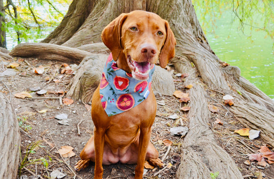 Holiday Pie Bandana