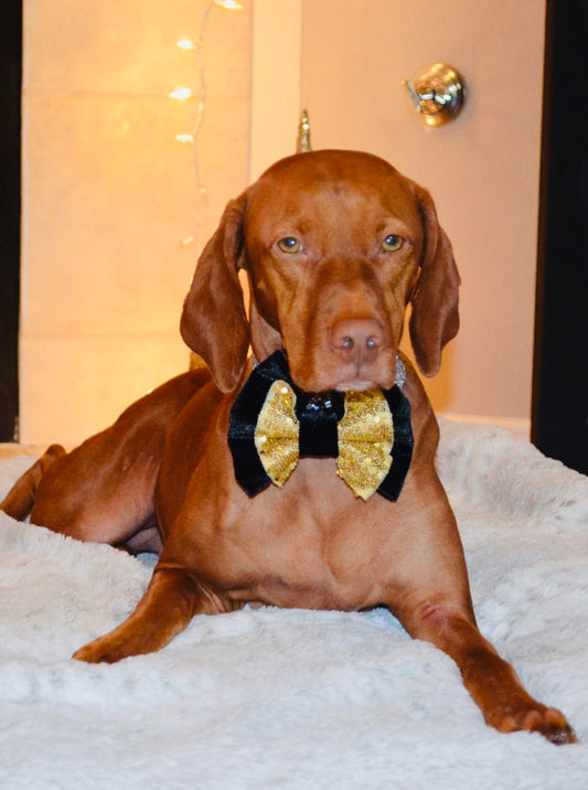 Black Velvet Gold Sequin Double Bow Tie